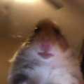armert