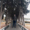 arastasdemir