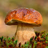 alperderya