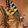 esrayorulmazsal