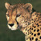 ferdinantmukodo
