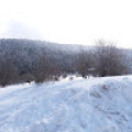 mehmedzahidalba