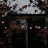 zeynepk
