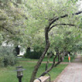 fatmaparlak