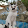 sefabayram