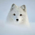 Snow Fox