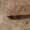 ali102