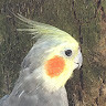 egeturker
