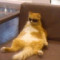mertthskywalker