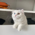 selvihanyilmaz