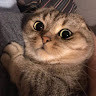 gleb