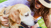 Pet Festival