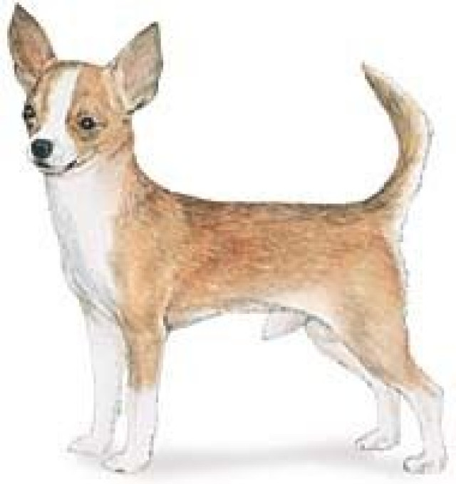 Cincinnati Chihuahua August Meetup
