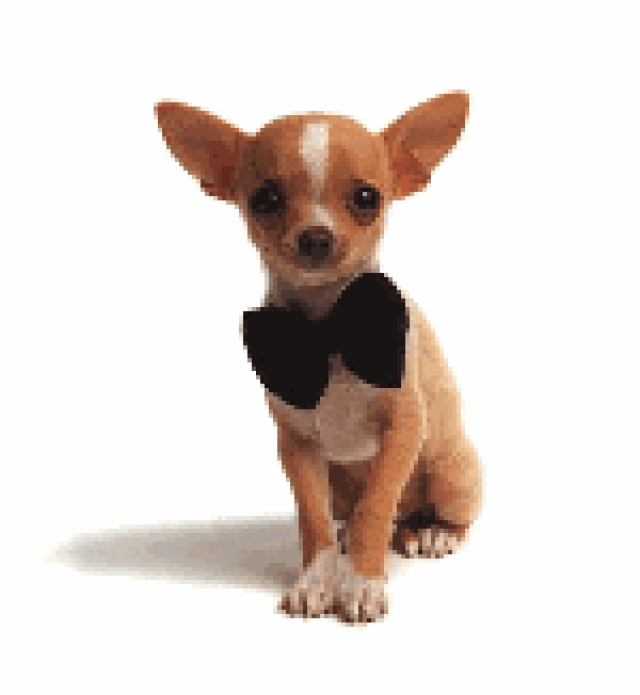 December Yappy Hour at  Wags Park
