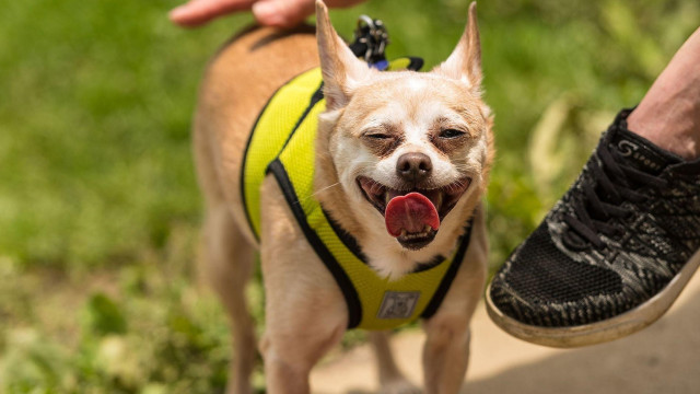 Cincinnati Chihuahuas Meetup (TEMP LOCATION)