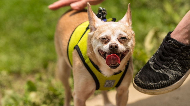 Cincinnati Chihuahuas Meetup at the Dog Park