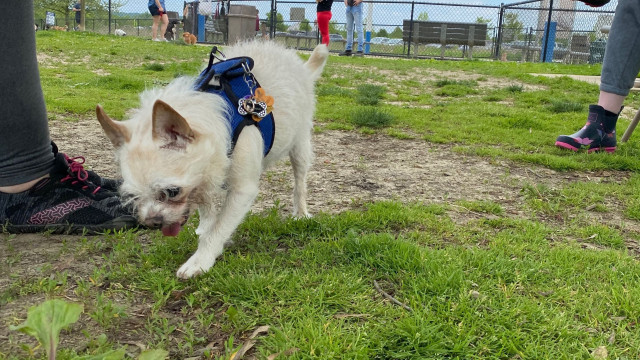 Cincinnati Chihuahuas Meetup at the Dog Park