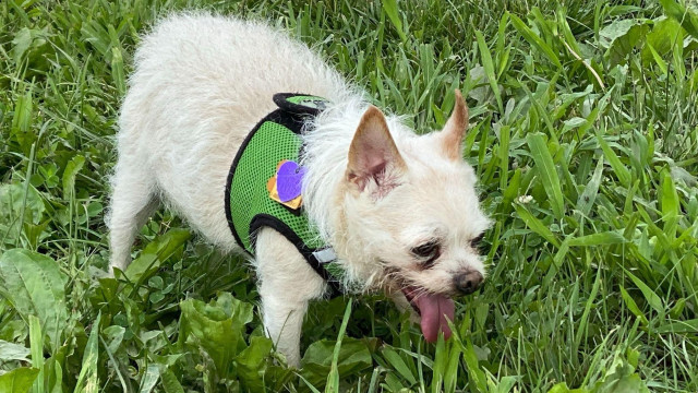 Cincinnati Chihuahuas Meetup at the Dog Park