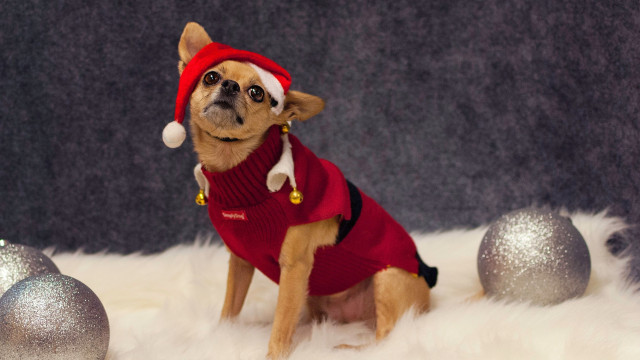 Cincinnati Chihuahuas Howliday Pawty