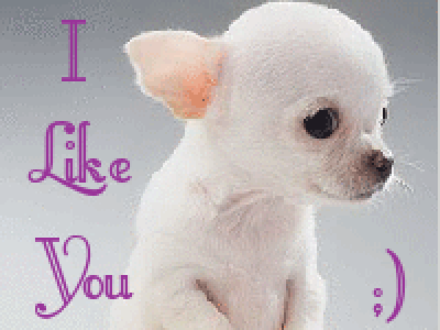 The Cincinnati Chihuahua November Meetup