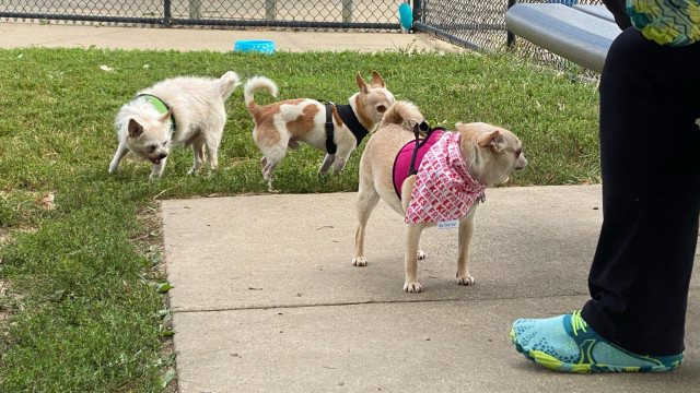 Cincinnati Chihuahuas Meetup at the Dog Park