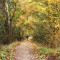 Kitsap Busy Life Walks 40+