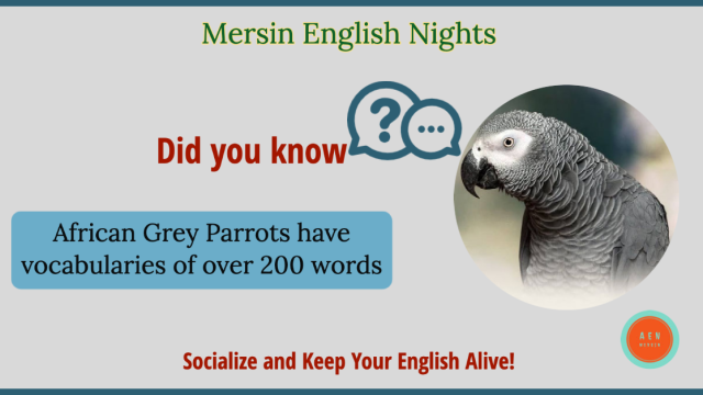 Mersin English Practice