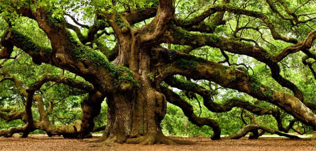 Merkle Trees - Understanding GIT and Blockchain