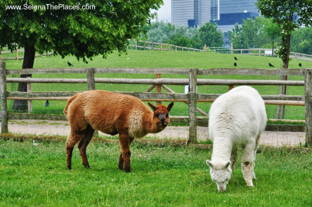 Quiet outdoors afternoon at Mudchute Farm