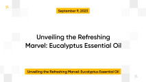 Unveiling the Refreshing Marvel: Eucalyptus Essential Oil